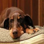 image of animal