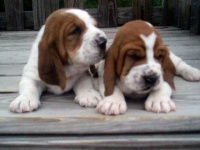 image of basset