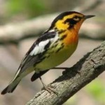image of bird