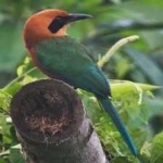 image of bird
