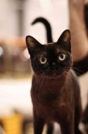 image of egyptian_cat #23