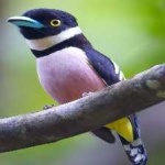 image of bird