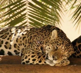 image of jaguar_car