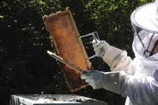 image of apiary