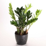 image of house_plant