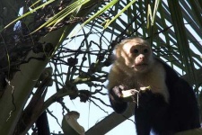 image of capuchin