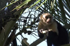 image of capuchin #11