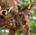 image of animal