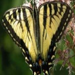 image of animal