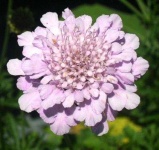 image of flower