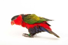 image of lory