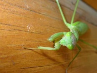 image of mantis