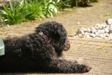 image of lakeland_terrier