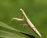 image of mantis