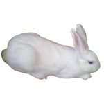 image of animal