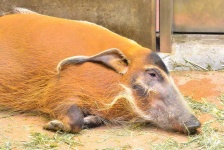 image of pig #8