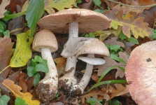 image of mushrooms