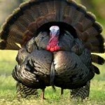 image of wild_turkey #10