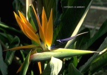 image of bird_of_paradise_flower #16