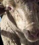 image of animal