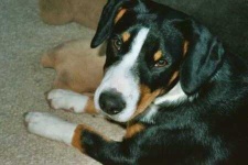 image of entlebucher