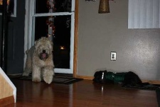 image of wheaten_terrier #10