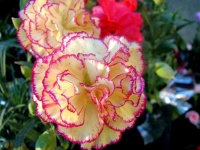 image of flower