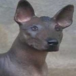 image of animal