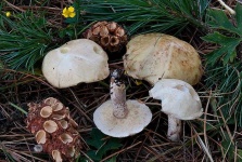 image of mushrooms