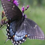 image of animal