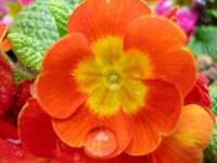 image of flower