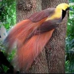 image of bird
