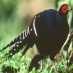 image of bird