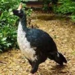 image of bird
