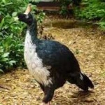 image of horned_guan #33