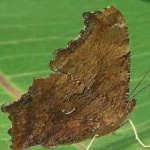 image of animal
