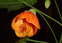 image of flower
