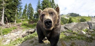 image of animal