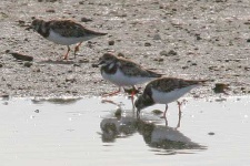 image of ruddy_turnstone