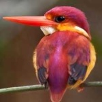 image of rufous_kingfisher #31