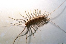 image of centipede