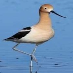 image of bird