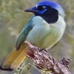 image of green_jay #11