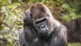 image of animal