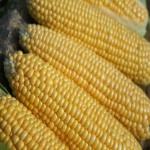 image of sweetcorn #13