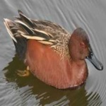 image of bird