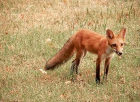 image of red_fox
