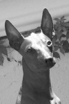 image of mexican_hairless