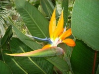 image of bird_of_paradise_flower #68