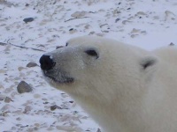 image of ice_bear